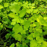 แพรเพียงพอ Prae Piang Por Prae Piang Por