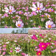 Enjoy Flowers By Anon