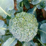 แพรเพียงพอ Prae Piang Por Prae Piang Por