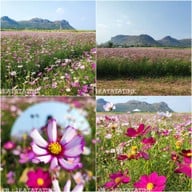 Enjoy Flowers By Anon