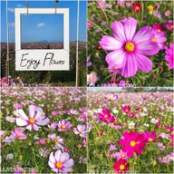 Enjoy Flowers By Anon