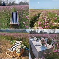 Enjoy Flowers By Anon