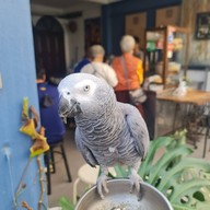 หอมฉุย ข้าวมันไก่ -หอมฉุยข้าวมันไก่