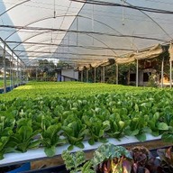 สลัดฟาร์มรักผัก@ทุ่งปอ