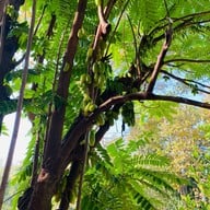 บ้านสวนลางสาน