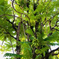 บ้านสวนลางสาน