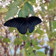 บรรยากาศ Little Big Wings : Butterfly & Garden