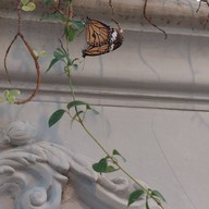 บรรยากาศ Little Big Wings : Butterfly & Garden