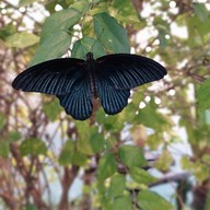 บรรยากาศ Little Big Wings : Butterfly & Garden