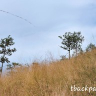 บรรยากาศ ทุ่งหญ้าสีทอง เขาหล่น นครนายก