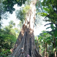 น้ำตกป่าหวาย