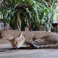 อาหารริมสวนนัดพบ