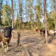 Muscee Farm And Homestay