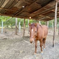 Muscee Farm And Homestay