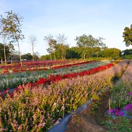 บรรยากาศ Flowers Village Khaoyai