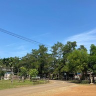 Coffee farm at ไร่ตามฟาร์มสุข