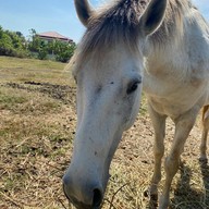 Coffee farm at ไร่ตามฟาร์มสุข