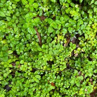 วังเทพทาโร