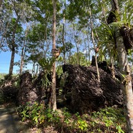 วังเทพทาโร