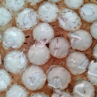 เมนูของร้าน ร้านหอยทอดพันธิตรา