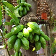 Weekend Coffee Farm & Garden ซอยวัดลาดปลาดุก