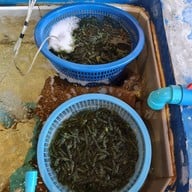บ้านโกเล็ก