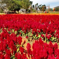 สวนสัปปายะ Cactus Farm