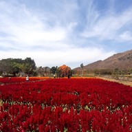สวนสัปปายะ Cactus Farm