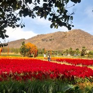 สวนสัปปายะ Cactus Farm