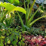 สวนสัปปายะ Cactus Farm