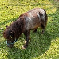 บรรยากาศ Bonanza Exotic Zoo