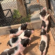 บรรยากาศ Bonanza Exotic Zoo