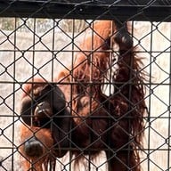 บรรยากาศ Bonanza Exotic Zoo