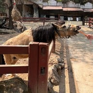 บรรยากาศ Bonanza Exotic Zoo