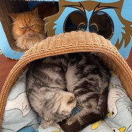 De Wila Cat hotel & cafe