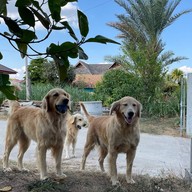 ร้านขนมจีนบ้านดู่