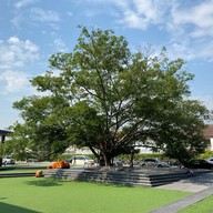 TORO Fries ลาซาลอเวนิว