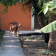 เตี๋ยวโกต๋อง