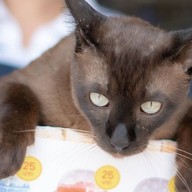 (ปิดถาวร) บอกต่อคาเฟ่ ( Free ไข่มุกจ้า ) เจ้าเก่ามหาชัย