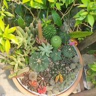 ชมเฌอ Cafe&Bistro