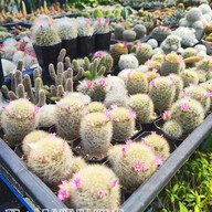 ชมเฌอ Cafe&Bistro