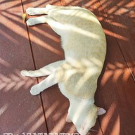 ชมเฌอ Cafe&Bistro