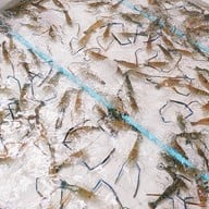 อิ่มจิตต์