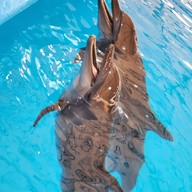 บรรยากาศ Pattaya Dolphinarium