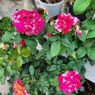 บรรยากาศ ตลาดต้นไม้ @ตลาดไท