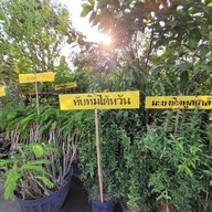 บรรยากาศ ตลาดต้นไม้ @ตลาดไท