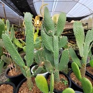 บรรยากาศ ตลาดต้นไม้ @ตลาดไท