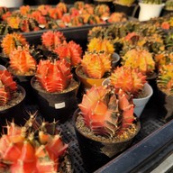 บรรยากาศ ตลาดต้นไม้ @ตลาดไท