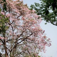 สวนวชิรเบญจทัศ (สวนรถไฟ)