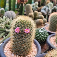 บรรยากาศ ตลาดต้นไม้ @ตลาดไท